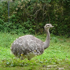 Darwin's rhea/ Pterocnemia pennata
