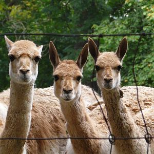 Vicugna/ Vicugna vicugna