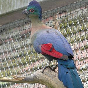 Violet-crested turaco/ Tauraco porphyreolophus