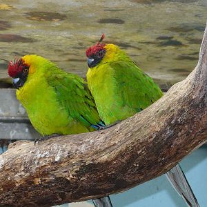 Horned parakeet/ Eunymphicus cornutus