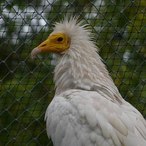 Egyptian vulture/ Neophron percnopterus