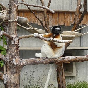 Verreauxs sifaka/ Propithecus verreauxi coronatus