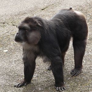 Tonkean macaque/ Macaca tonkeana