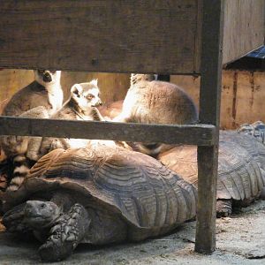 Mixed exhibits for the sensible lemur