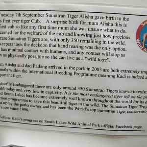 Sign beside Kadi Sumatran Tiger cub viewing