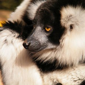 Black and White Ruffed Lemur