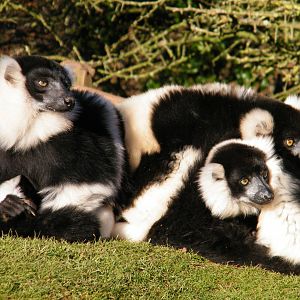 Black and White Ruffed Lemur