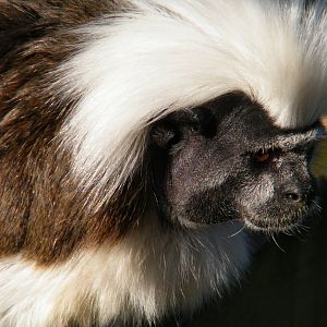 Cotton topped Tamarin