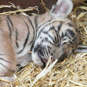 Kadi the Sumatran Tiger cub