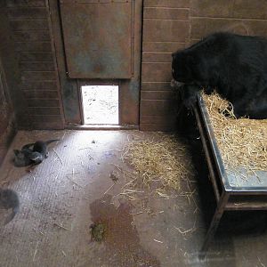 'Andean' bear and Otters indoors