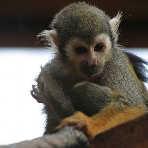 Squirrel Monkey and baby