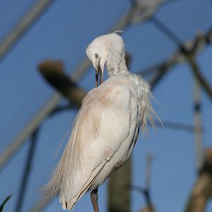 Little Egret preening