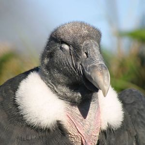 Andean Condor