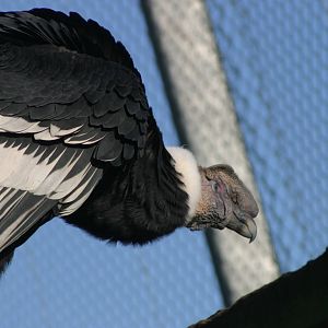 Andean Condor