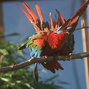 Scarlet Macaws preening