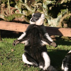 Black and White Ruffed Lemur