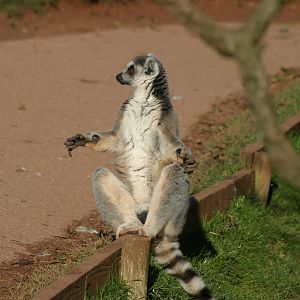 Ring-tailed Lemur
