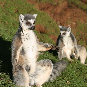 Ring-tailed Lemur