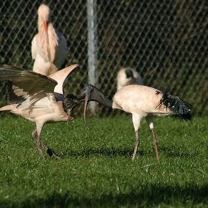 Australian Ibis