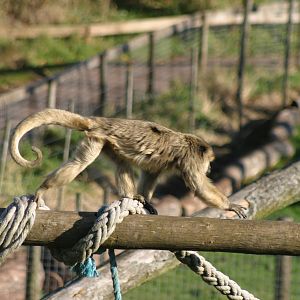 Black Howler Monkey (female)