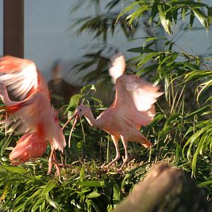 Scarlet Ibis