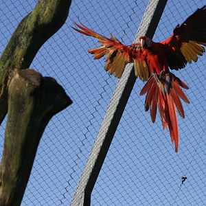 Scarlet Macaw