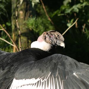 Andean Condor