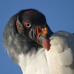 King Vulture