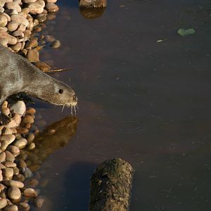 Giant Otter