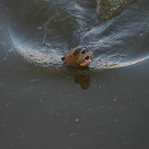 Giant Otter