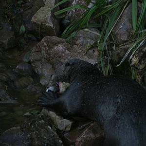 Giant Otter