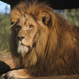 African Lion