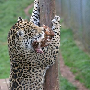 Jaguar feeding time