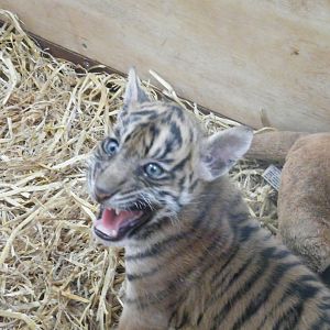 Kadi the Sumatran Tiger cub