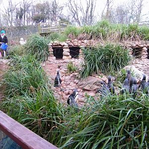 Humboldt Penguins