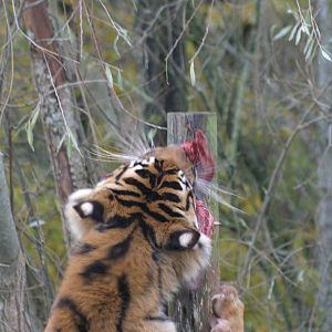 Alisha the Sumatran Tiger