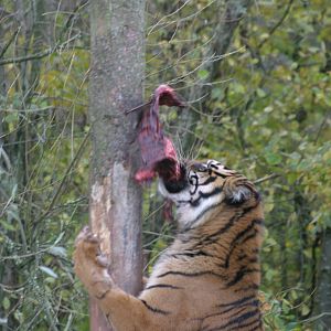 Pandang the Sumatran Tiger