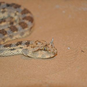 Horned sand viper / Cerastes cerastes