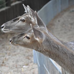 Mesopotamian fallow deer / Dama mesopotamica