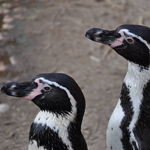 Humboldt penguin / Spheniscus humboldti