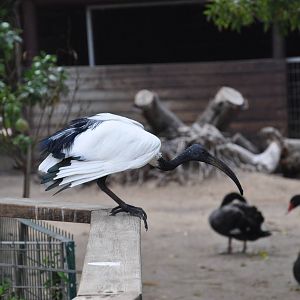 Sacred ibis / Threskiornis aethiopicus