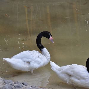Black-necked swan / Cygnus melanocoryphus