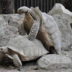 African spurred tortoise / Geochelone sulcata