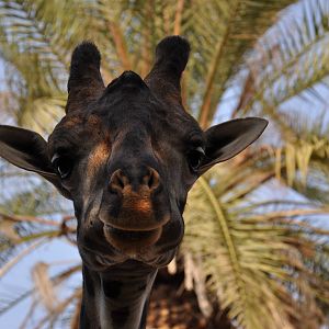 Masai giraffe / Giraffa camelopardalis tippelskirchi