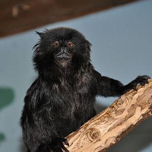 Goeldi`s monkey / Callimico goeldii