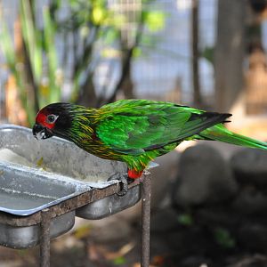 Yellow-streaked lory / Chalcopsitta sintillata sintillata