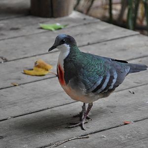 Bleeding heart pigeon / Gallicolumba luzonica