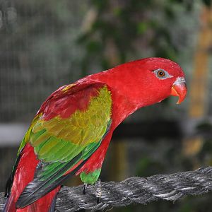 Yellow-backed chattering lory / Lorius garrulus flavopalliatus
