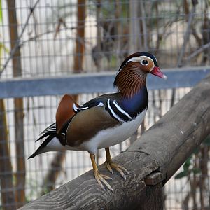 Mandarin duck / Aix galericulata