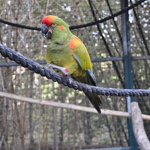 Red-fronted macaw / Ara rubrogenys
